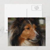 Miniature Collie Briefkaart (Voorkant / Achterkant)