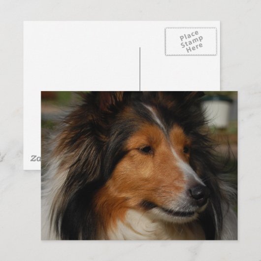 Miniature Collie Briefkaart (Voorkant / Achterkant)