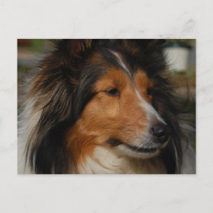 Miniature Collie Briefkaart