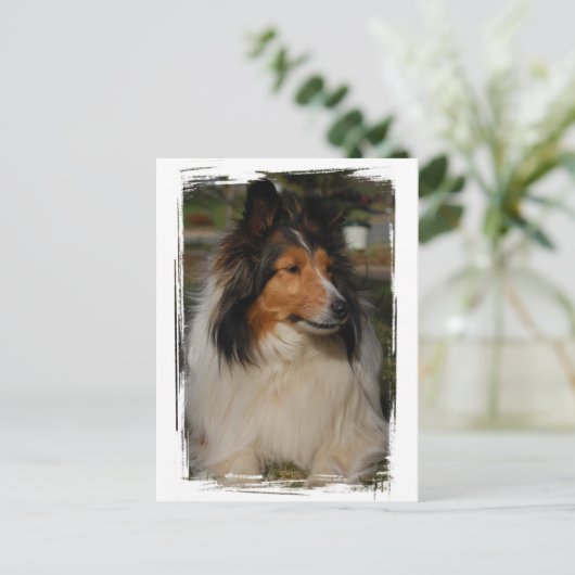 Miniature Collie Briefkaart (Staand voorkant)