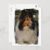 Miniature Collie Briefkaart (Voorkant / Achterkant)