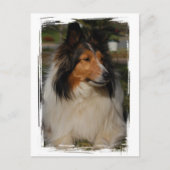 Miniature Collie Briefkaart (Voorkant)