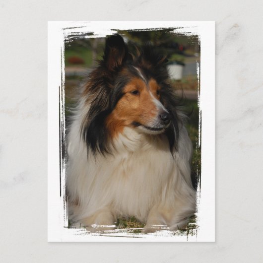 Miniature Collie Briefkaart (Voorkant)