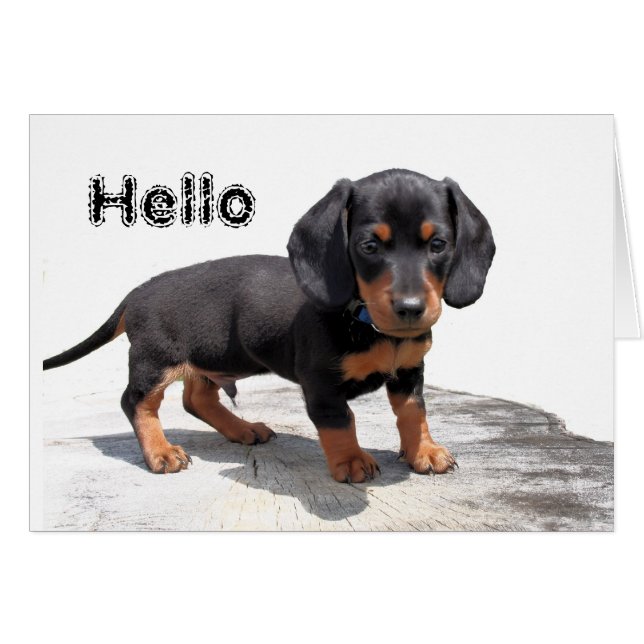 Miniature Dachshund (Voorkant Horizontaal)