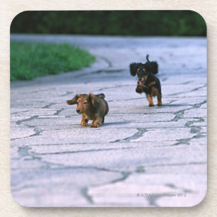 Miniature Dachshund 3 Onderzetter