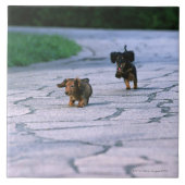 Miniature Dachshund 3 Tegeltje (Voorkant)