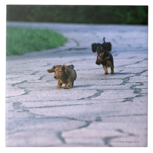 Miniature Dachshund 3 Tegeltje