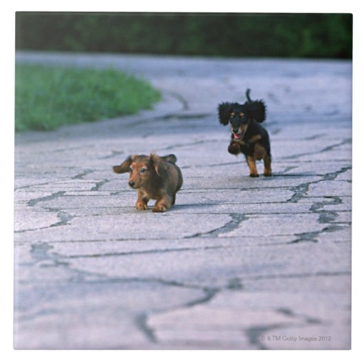 Miniature Dachshund 3 Tegeltje (Voorkant)