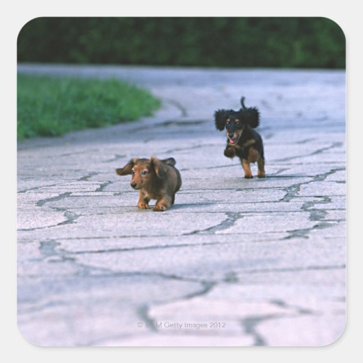 Miniature Dachshund 3 Vierkante Sticker (Voorkant)