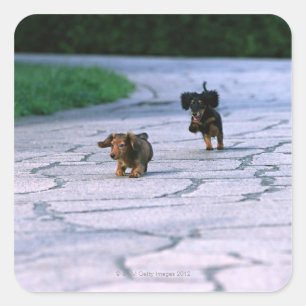 Miniature Dachshund 3 Vierkante Sticker