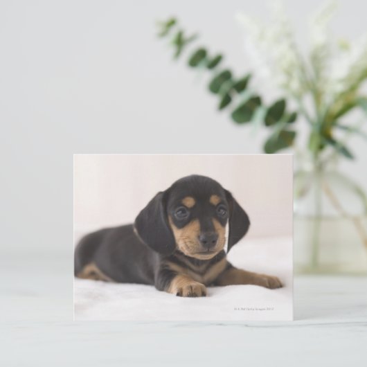 Miniature Dachshund Briefkaart (Staand voorkant)