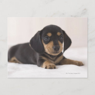 Miniature Dachshund Briefkaart