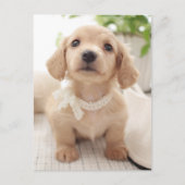 Miniature Dachshund Briefkaart (Voorkant)