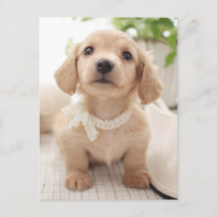 Miniature Dachshund Briefkaart