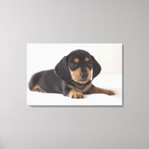 Miniature Dachshund Canvas Afdruk