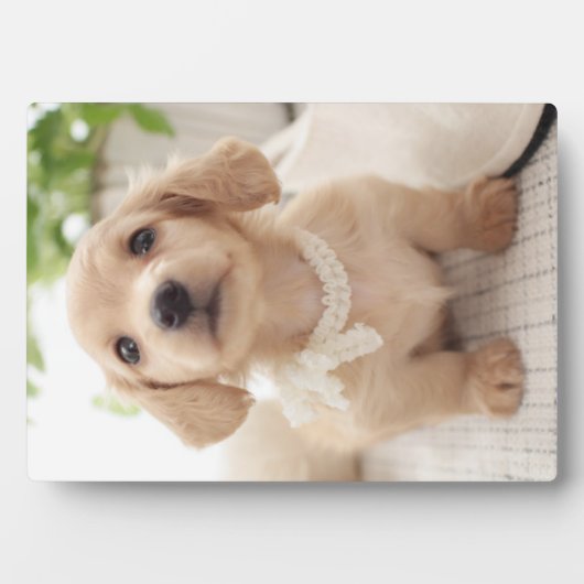 Miniature Dachshund Fotoplaat (voorkant)