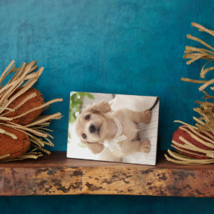 Miniature Dachshund Fotoplaat