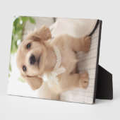 Miniature Dachshund Fotoplaat (Zijkant)