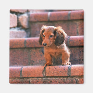 Miniature Dachshund Magneet