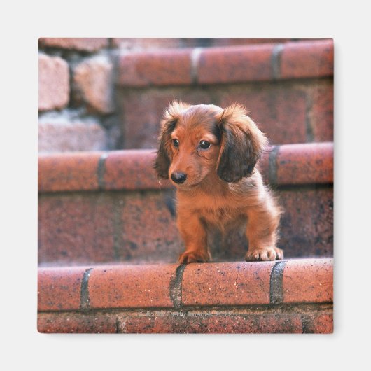 Miniature Dachshund Magneet (Voorkant)