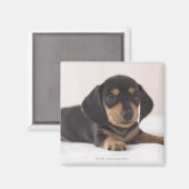Miniature Dachshund Magneet (Voorkant / Achterkant)