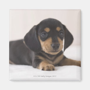 Miniature Dachshund Magneet