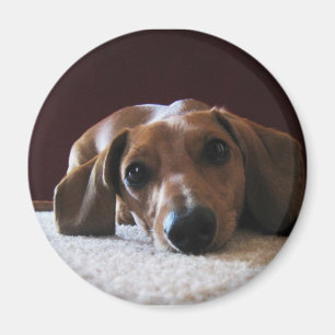 Miniature Dachshund Magneet