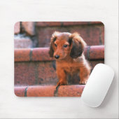 Miniature Dachshund Muismat (Met muis)