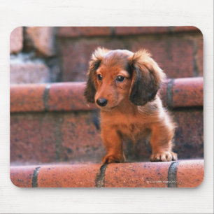 Miniature Dachshund Muismat