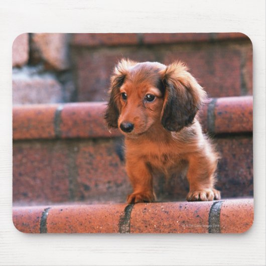 Miniature Dachshund Muismat (Voorkant)