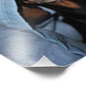 Miniature Dachshund Peek a Boo Foto Afdruk (Hoek)