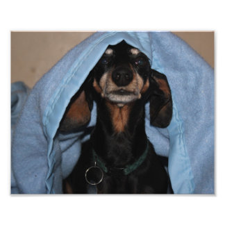 Miniature Dachshund Peek a Boo Foto Afdruk