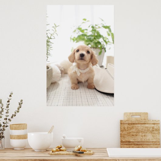 Miniature Dachshund Poster (Keuken)