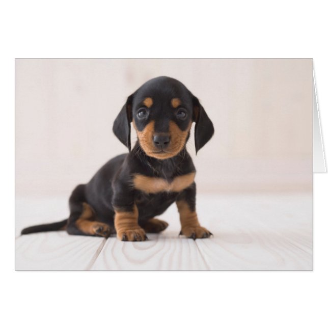 Miniature Dachshund Sitting (Voorkant Horizontaal)