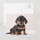 Miniature Dachshund Sitting Briefkaart (Voorkant / Achterkant)