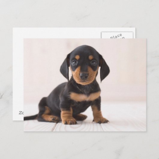 Miniature Dachshund Sitting Briefkaart (Voorkant / Achterkant)