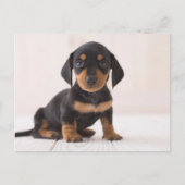 Miniature Dachshund Sitting Briefkaart (Voorkant)