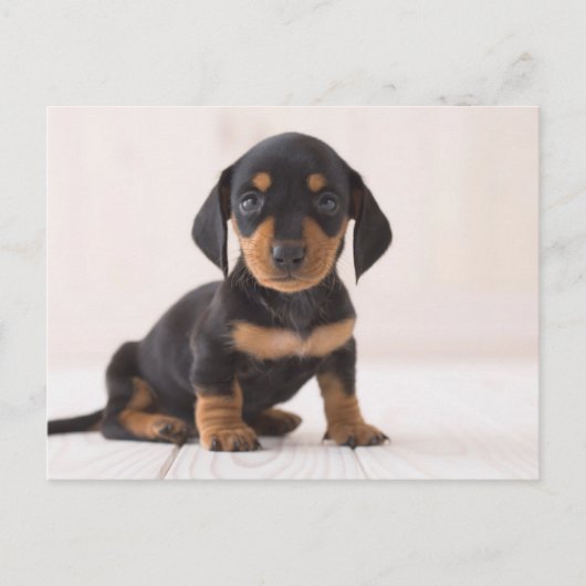 Miniature Dachshund Sitting Briefkaart (Voorkant)