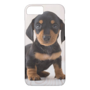 Miniature Dachshund Sitting iPhone 8/7 Hoesje