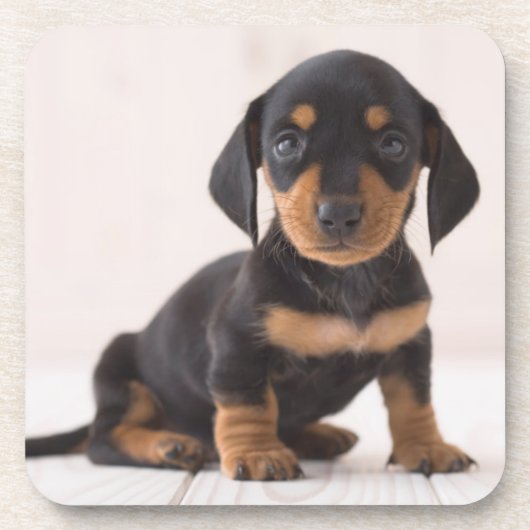 Miniature Dachshund Sitting Drankjes Onderzetter (Voorkant)