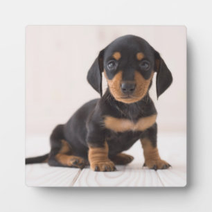 Miniature Dachshund Sitting Fotoplaat