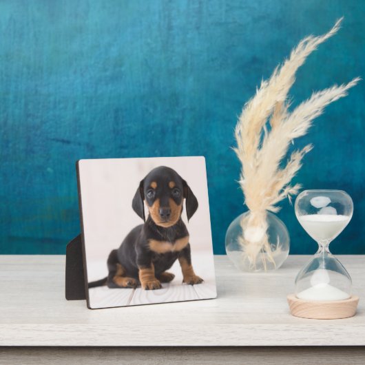 Miniature Dachshund Sitting Fotoplaat (Insitu)