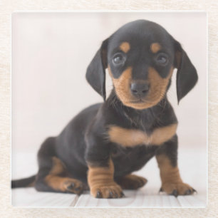 Miniature Dachshund Sitting Glazen Onderzetter