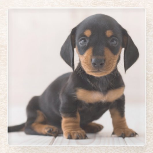 Miniature Dachshund Sitting Glazen Onderzetter (Voorkant)