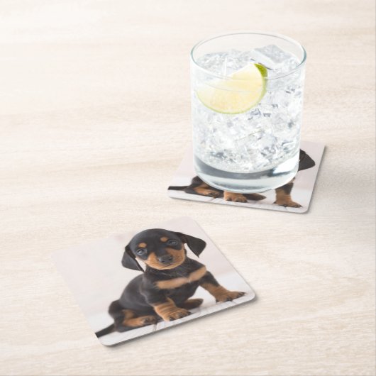 Miniature Dachshund Sitting Kartonnen Onderzetters (Insitu)
