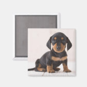 Miniature Dachshund Sitting Magneet (Voorkant / Achterkant)