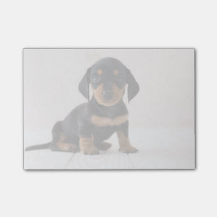 Miniature Dachshund Sitting Post-it® Notes