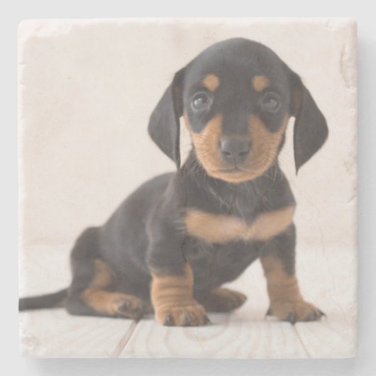Miniature Dachshund Sitting Stenen Onderzetter (Voorkant)
