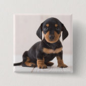 Miniature Dachshund Sitting Vierkante Button 5,1 Cm (Voorkant)