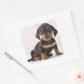 Miniature Dachshund Sitting Vierkante Sticker (Envelop)